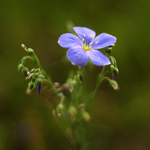 Shallow Depth of Field - Blue Flower