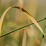 Telephoto Depth of Field Example