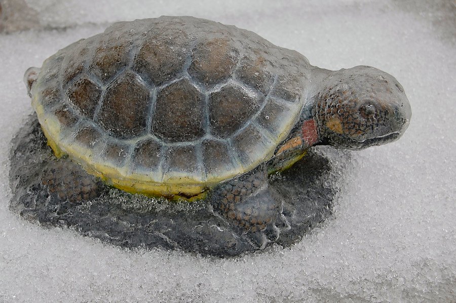 Cool Turtle
