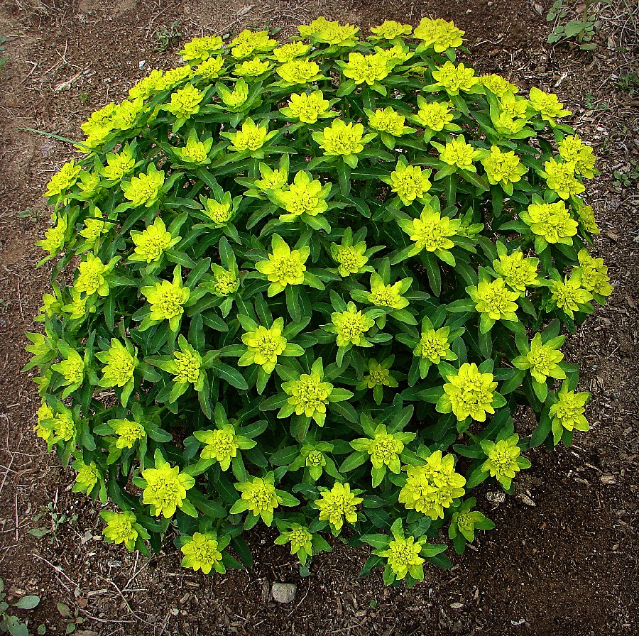 Cushion Spurge