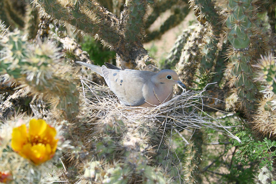 Dove Sitting On Nest