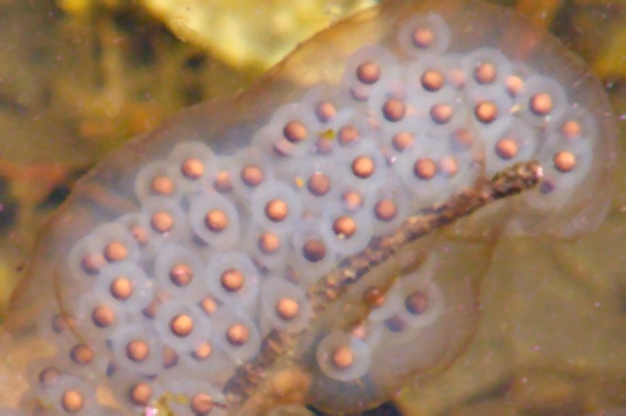 Frog Eggs
