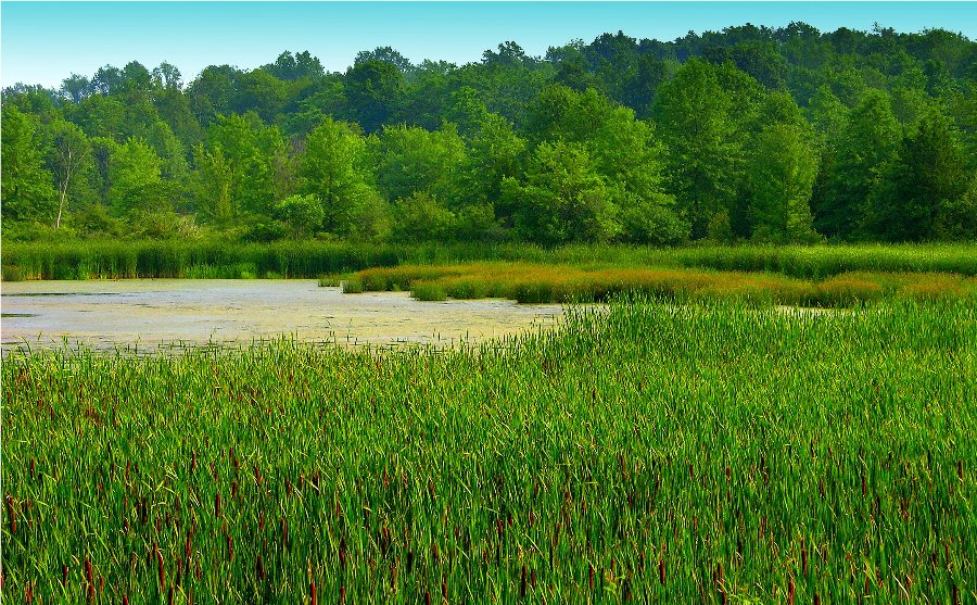 Lots of cattails