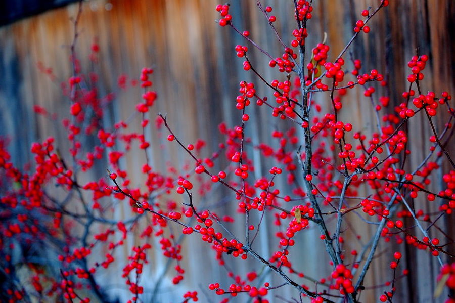 Red Berries Decorate the Winter