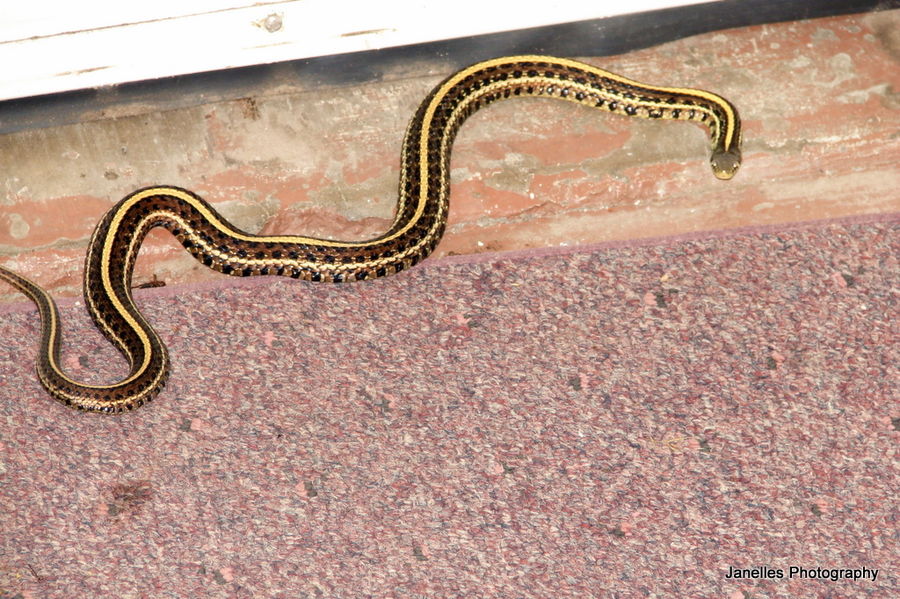Snake at Front Door