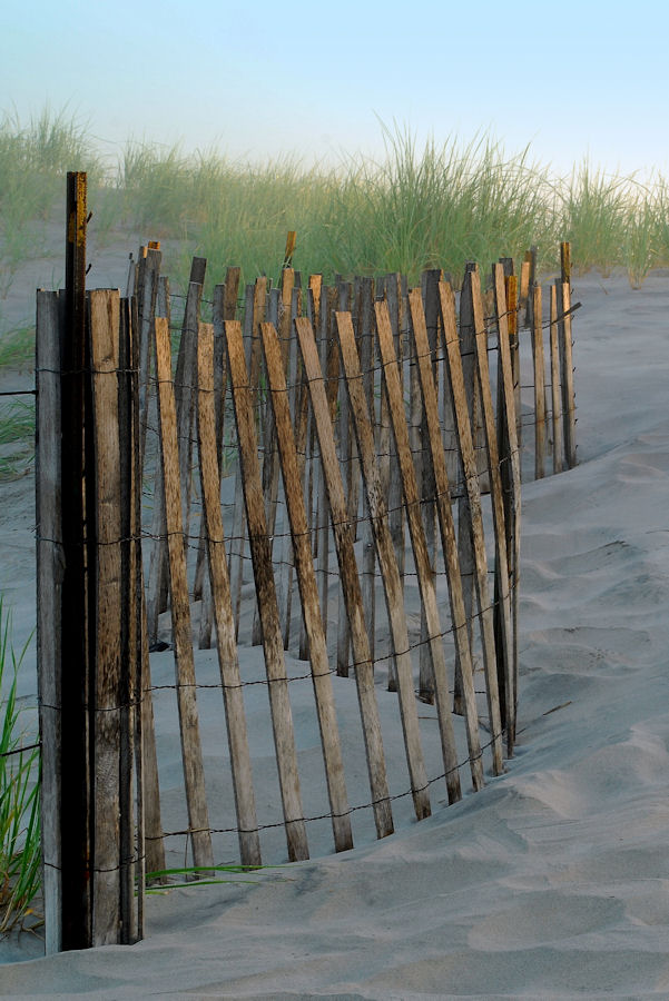 weathered dune fence