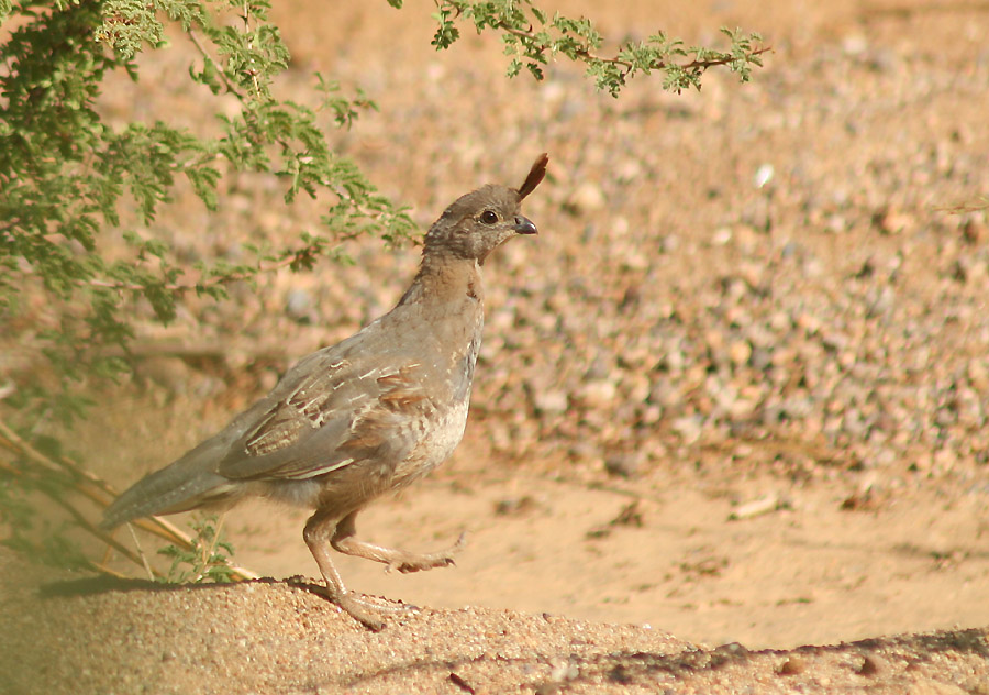 Young Female Quail