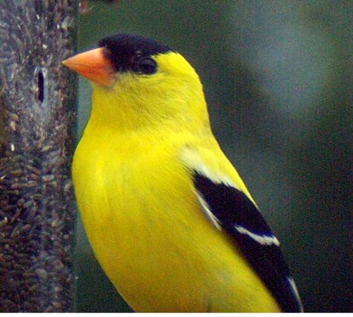 Yellow Finch. Yellow Finch.