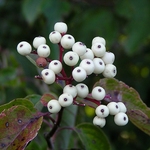 White Berries