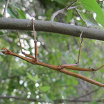11 Inch Walking Stick