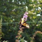 butterfly 1