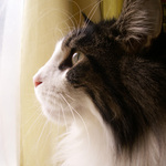 2 3 2014 Charlie Close-Up