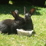 2 black bunnys