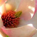 2 Lip tree flower
