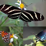 3 Florida Butterflies