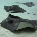 3 Stingrays