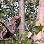 Owl #3 Great Horned Owl