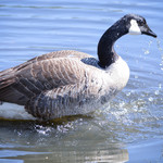 Goose in Action