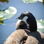 A Goose's Perceptive