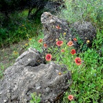 4 29 2012 Flowers Among The Boulders