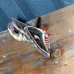 Moth 4