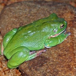 6.25 White Lipped Tree Frog