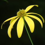 6.25 Yellow Dark