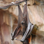 6.83 Bat Hanger