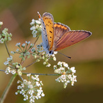 6.88 Pastel Butterfly Wings