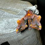 moth 6