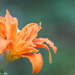 Daylily Divine