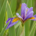 7.25 Purple Iris