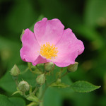 7.25 Wild Pink Rose Beauty