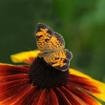 7.75 Butterfly Gold