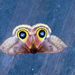 moth 7