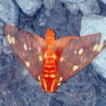 moth 9