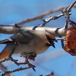 A Bird With an Attitude