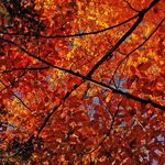 Canopy of Colored Leaves