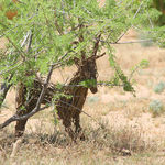 A Desert Deer