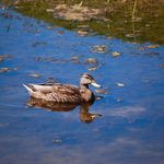 A Duck on Water