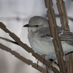 A Little Bird