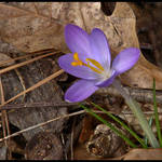 A Sign of Spring