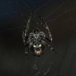 A spider with funny pumpkin bum!