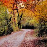 A Walk in the Woods