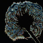 Abstract Clematis 
