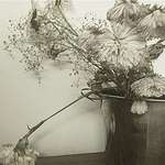 wallflowers