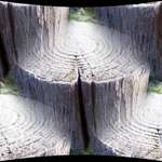 Frozen Stump