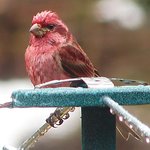 Purple Finch