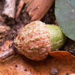 Acorn