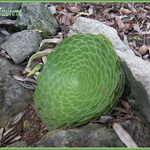 Aeonium Tabuliforme